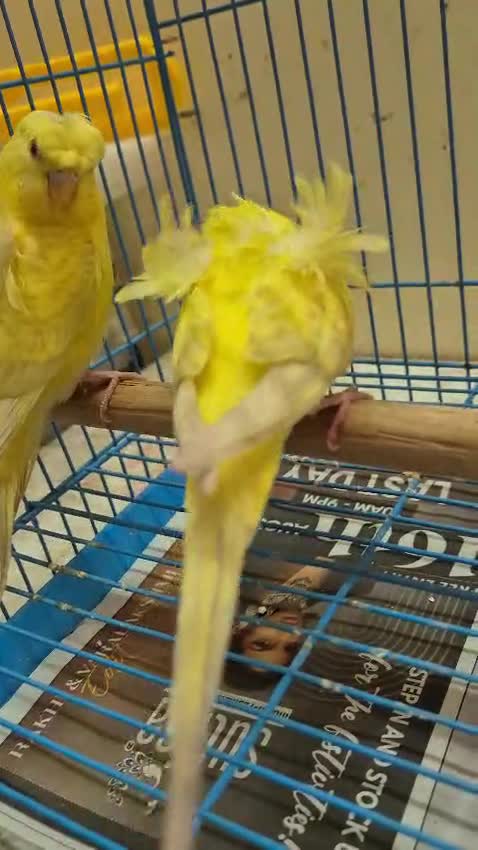 Homer Pigeon, farm video