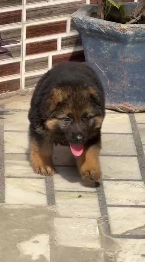 Dachshund Puppy, farm video
