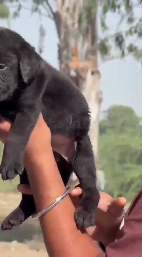 Dachshund Puppy, farm video