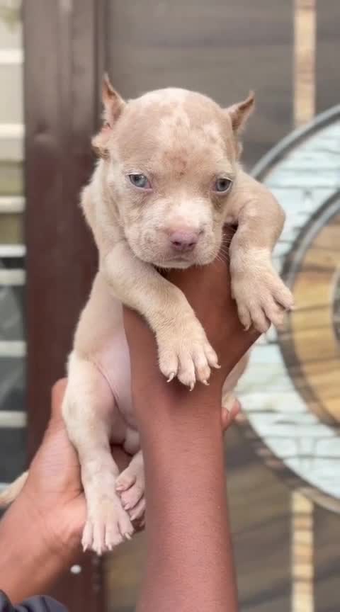American Bully Standard Size Puppy, farm video