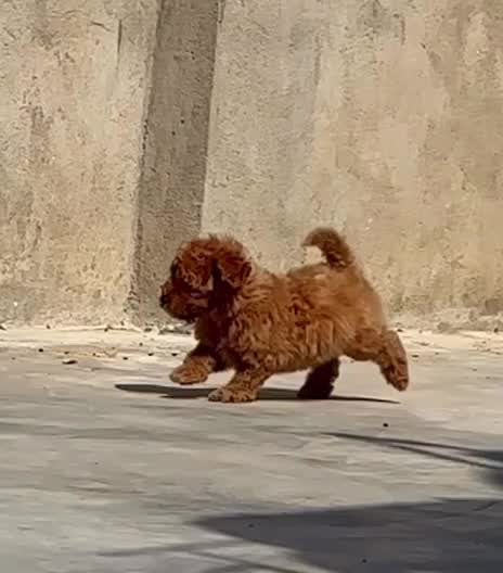 Toy Poodle Puppy, farm video