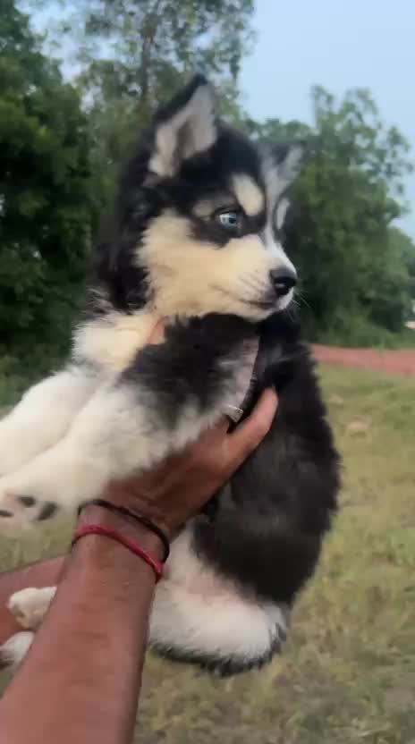 Siberian Husky Puppy | Black & White Color, farm video