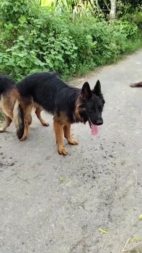 German Shepherd Puppy | Z Black, farm video