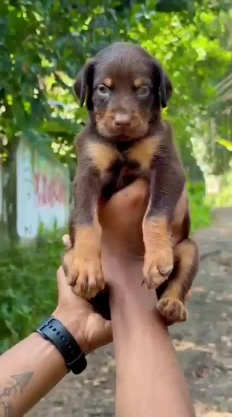 European Doberman Puppy, farm video
