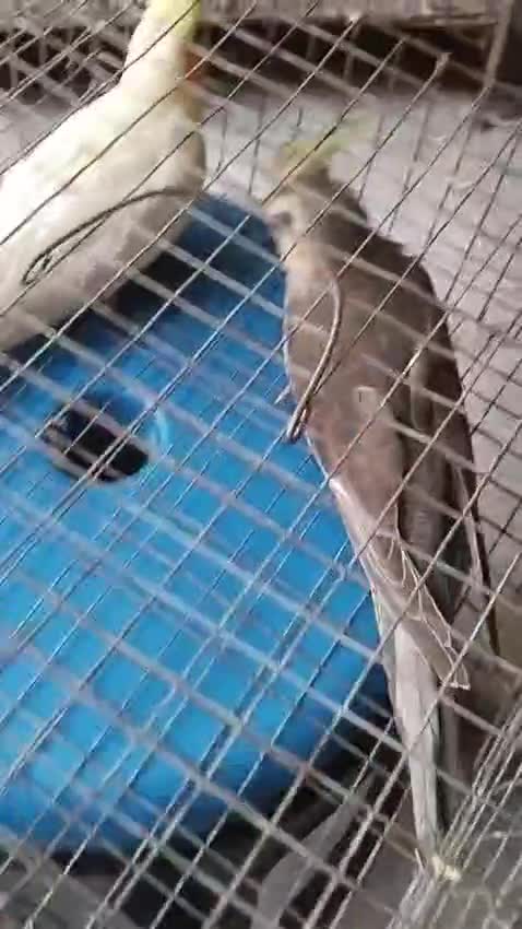 Cockatiel | Albino, farm video