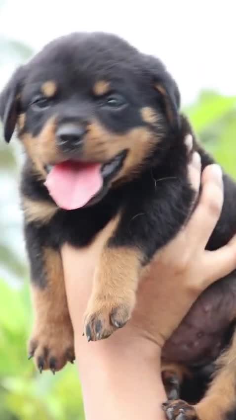Rottweiler Puppy, farm video