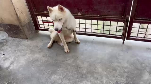Siberian Husky Puppy | White Color, farm video