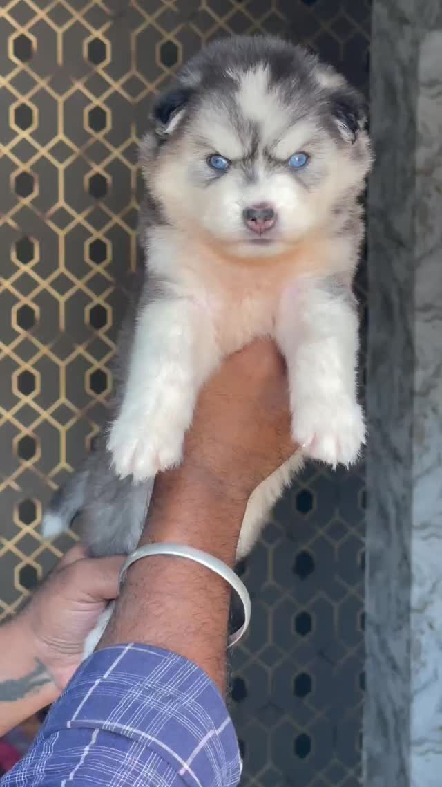 Siberian Husky Puppy | Copper & White Color, farm video