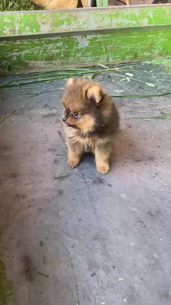 Pomeranian Puppy, farm video