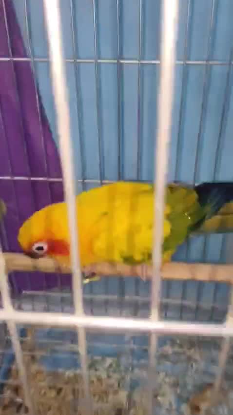 Sun Conure, farm video