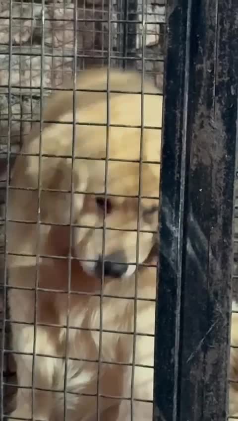 Golden Retriever, farm video