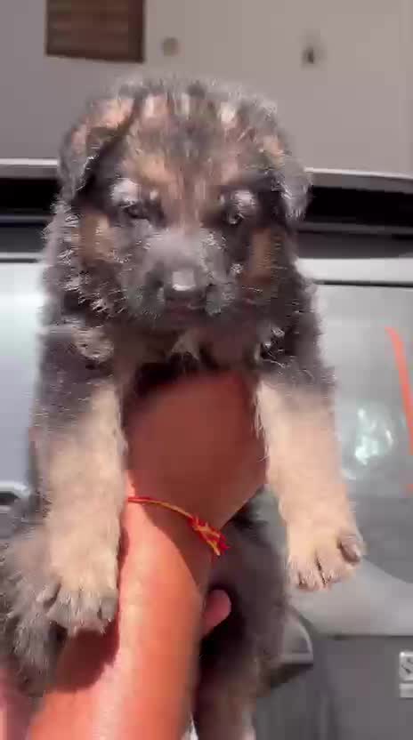 German Shepherd Puppy | Pure White, farm video