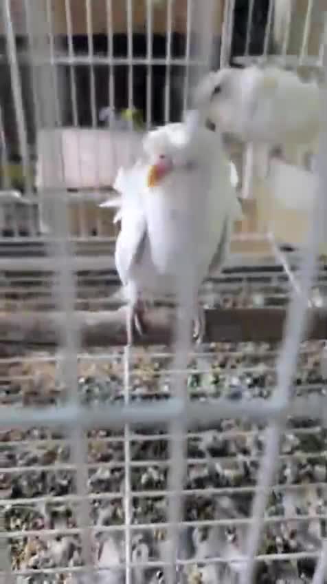 Homer Pigeon, farm video
