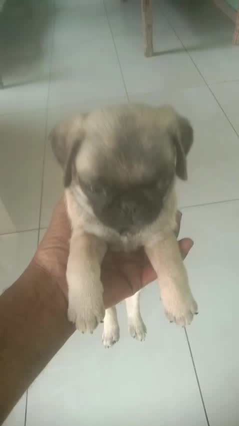 Pug Puppy | Apricot Color, farm video