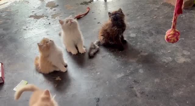 Persian, farm video