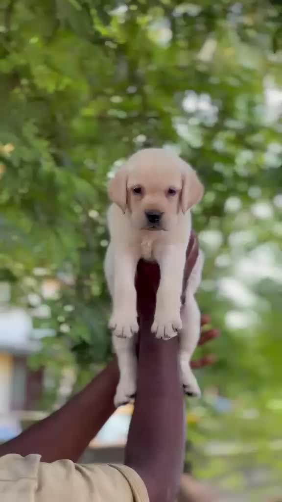 Dachshund Puppy, farm video