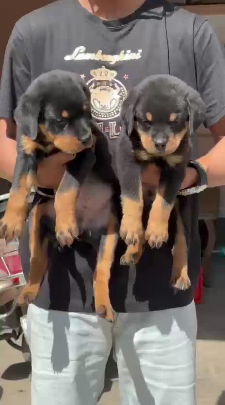 Dachshund Puppy, farm video