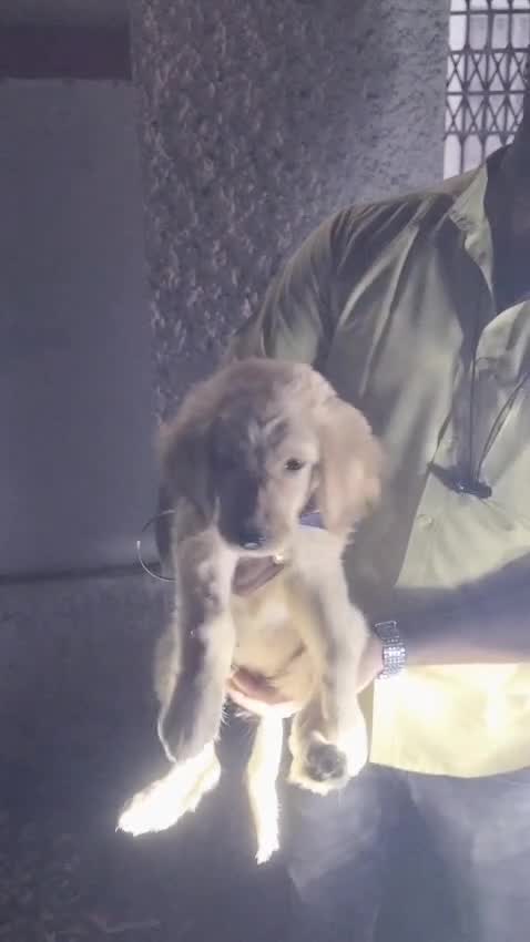 Golden Retriever, farm video
