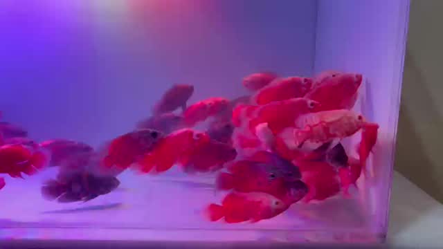 Oscar, farm video