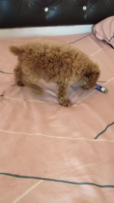 Standard Poodle Puppy, farm video