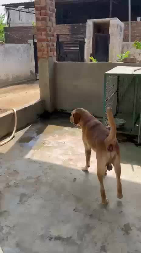 Beagle Black & Tan Puppy, farm video