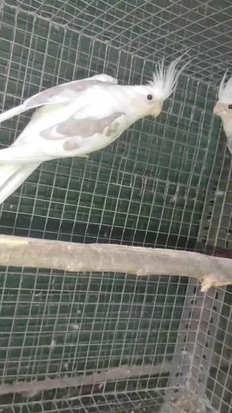 Cockatiel | Albino, farm video
