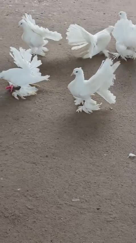 Homer Pigeon, farm video