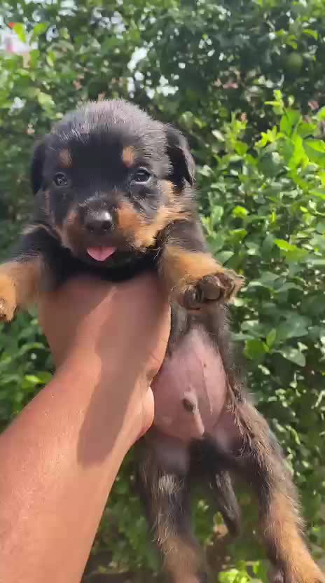 Rottweiler Puppy, farm video