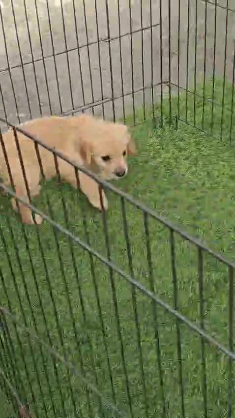 Dachshund Puppy, farm video