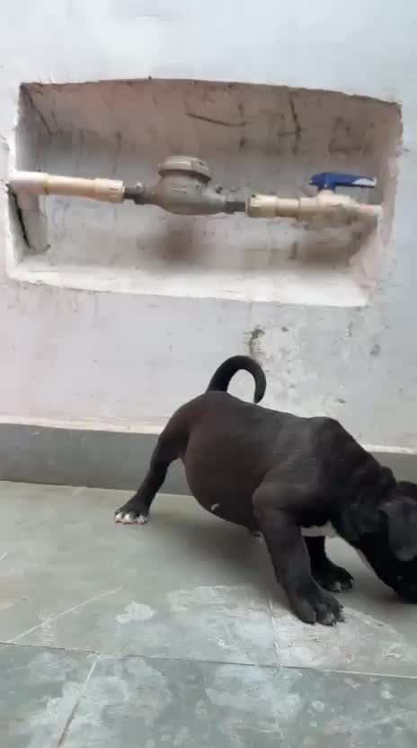 Dachshund Puppy, farm video