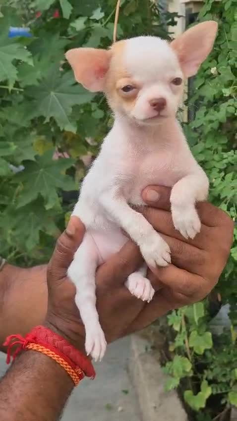 Chihuahua Puppy, farm video