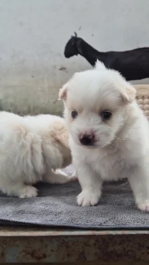 German Shepherd Puppy | Z Black, farm video