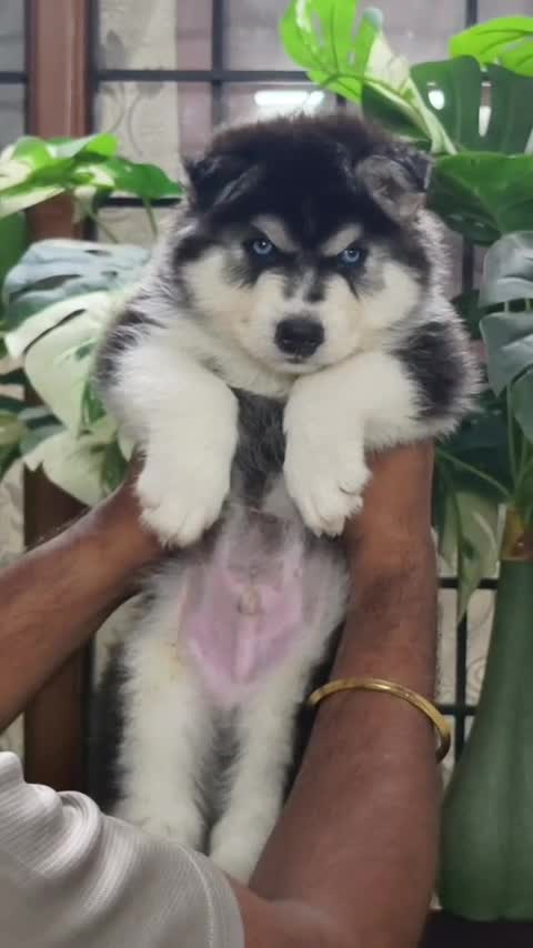 Siberian Husky Puppy | Black & White Color, farm video
