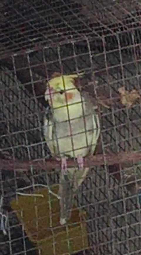 Cockatiel, farm video