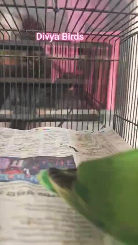 African Love Birds | Peach Face, farm video