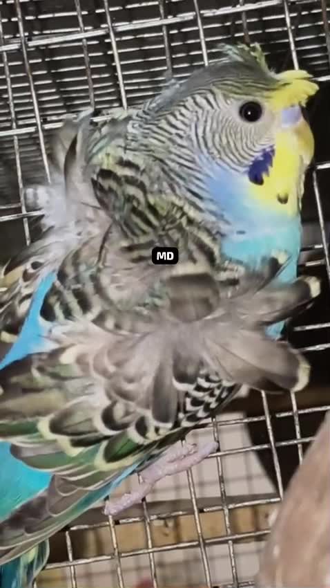 Hogoromo Budgies, farm video