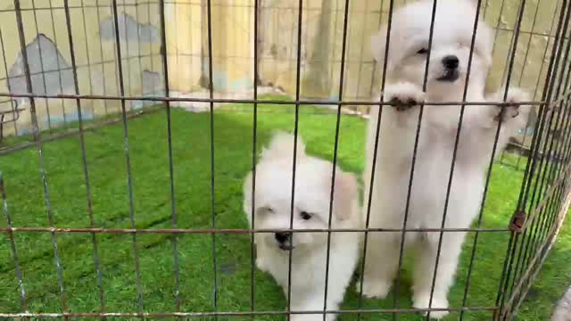 Dachshund Puppy, farm video
