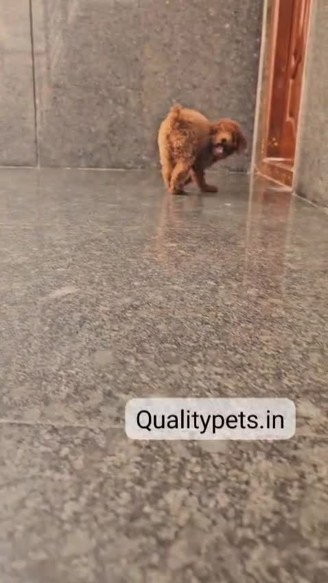 Standard Poodle Puppy, farm video