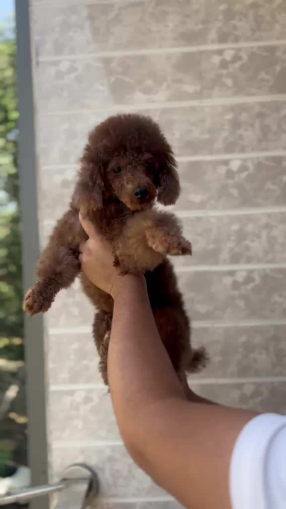 Standard Poodle Puppy, farm video