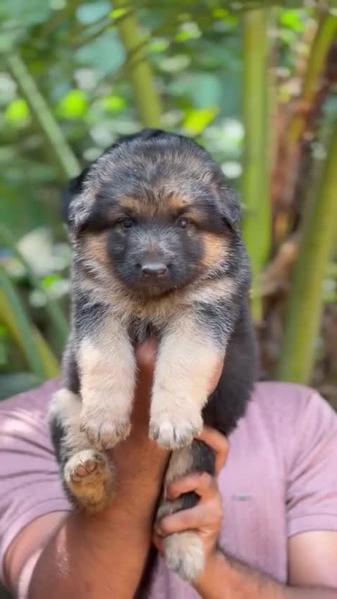 Dachshund Puppy, farm video