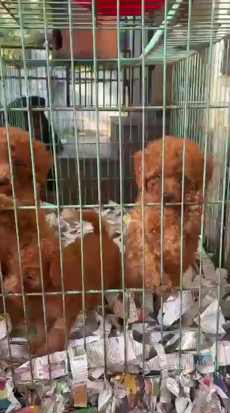 Toy Poodle Puppy, farm video