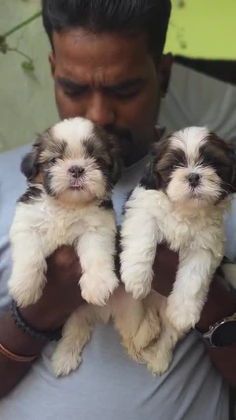 Shih Tzu | Tri Color Puppy, farm video