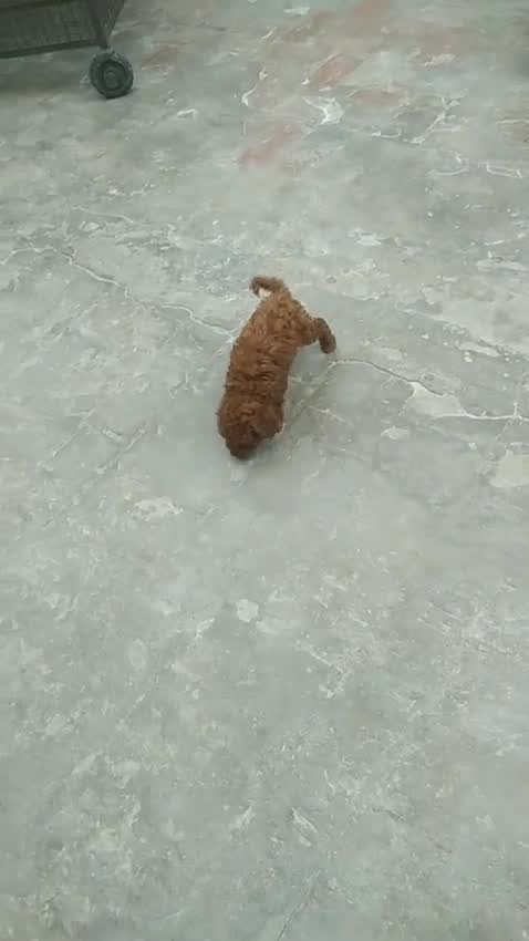 Toy Poodle Puppy, farm video