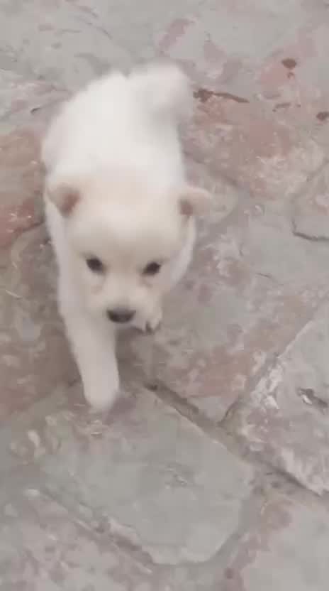 Dachshund Puppy, farm video