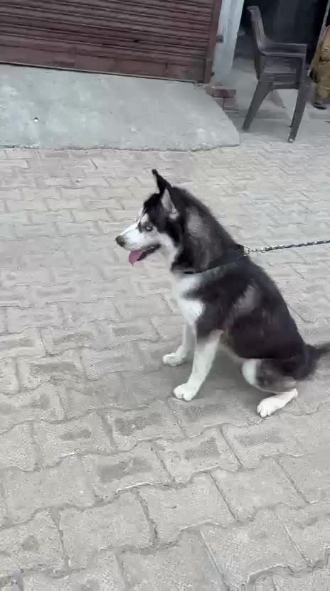 Siberian Husky Puppy | White Color, farm video