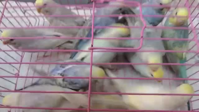 Dachshund Puppy, farm video