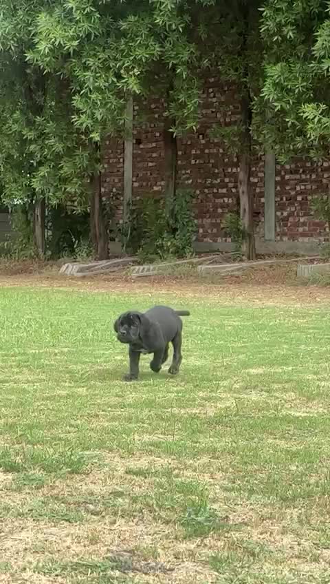 Cane Corso Puppy, farm video