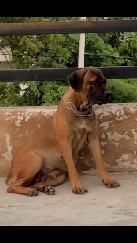 Cane Corso Puppy, farm video