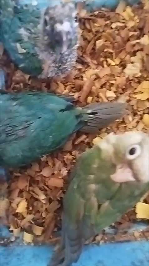 Pineapple Headed Conure, farm video
