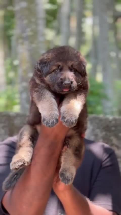 German Shepherd Puppy | Z Black, farm video